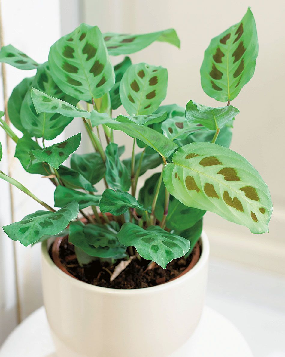 At Home With Plants by Ian Drummon and Kara O'Reilly  - Prayer plant, Maranta leuconeura