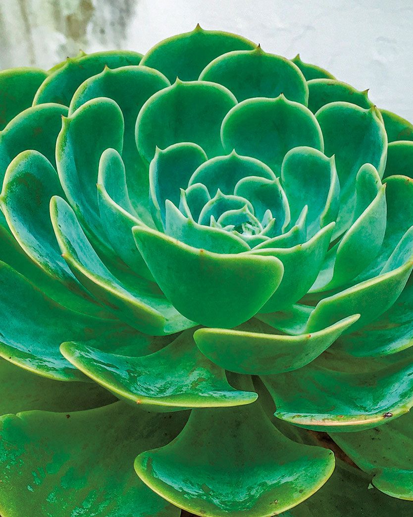 at home with plants by ian drummon and kara o'reilly   mexican gem, echeveria elegans