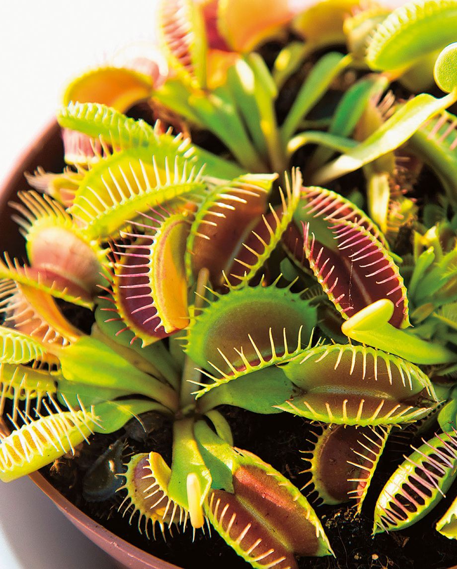 at home with plants by ian drummon and kara o'reilly   venus fly trap, dionaea muscipula