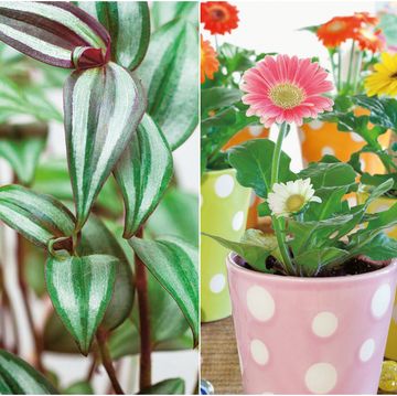 at home with plants by ian drummon and kara o'reilly   plants for children's spaces