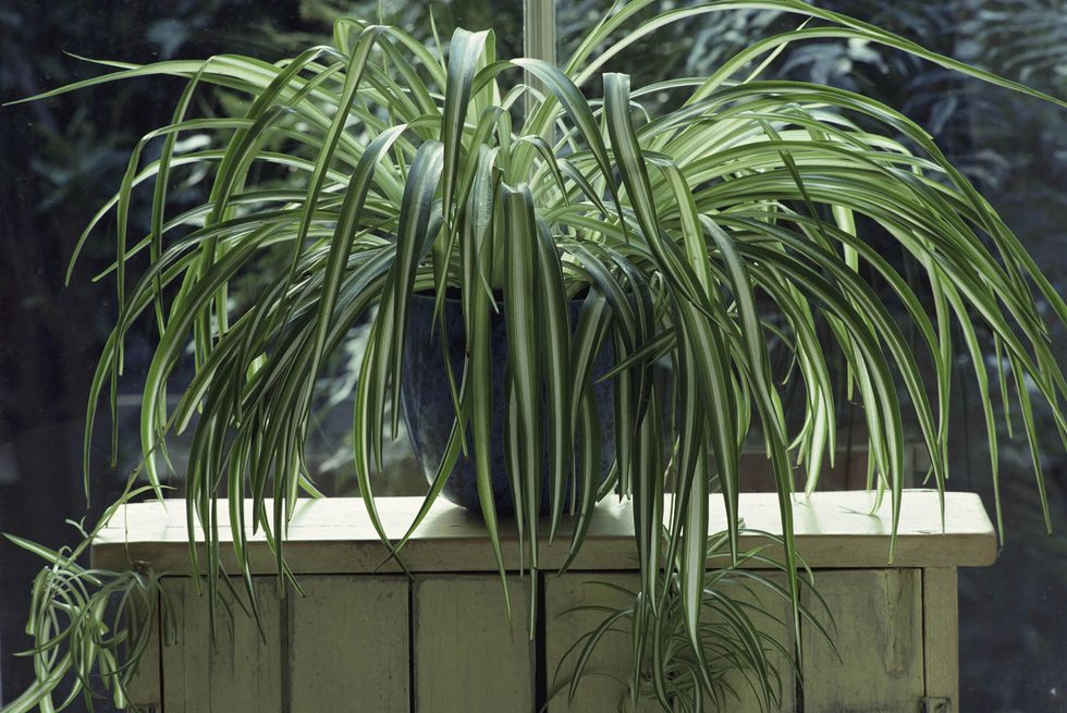 Spider Plant (Chlorophytum) in blue glazed pot on wood stand at window
