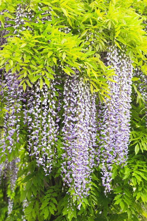 Wisteria: Planting, pruning and how to avoid poor flowering and scale ...