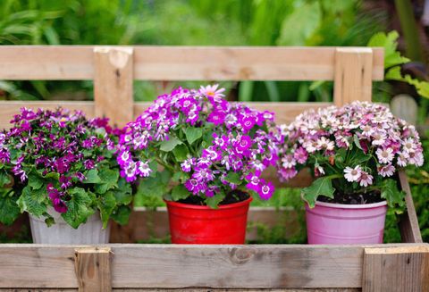 Flowers and plants on pots outdoor