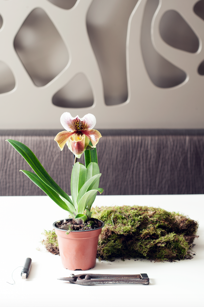 Orchid - potted plant