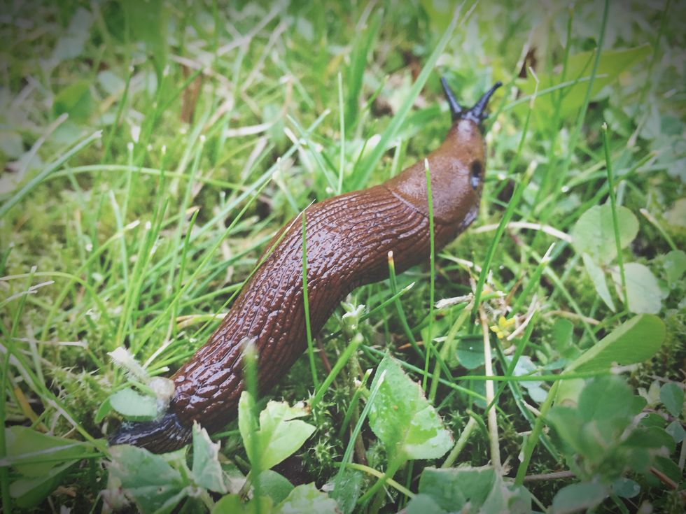 Slug, Snail, Terrestrial animal, Snails and slugs, Molluscs, Adaptation, Plant community, Wildlife, Grass, Fawn, 