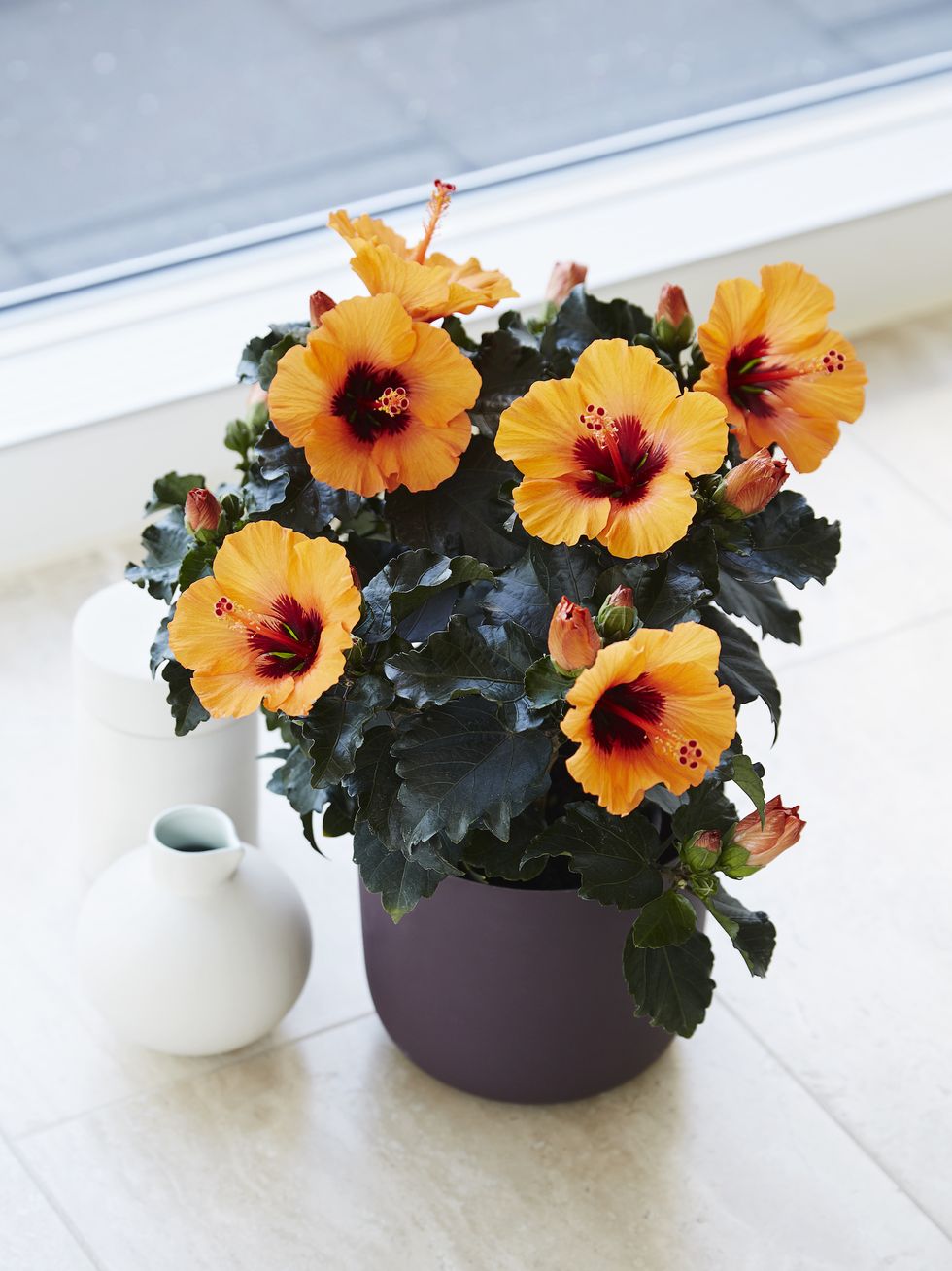<p>This newly developed type of Hibiscus has shiny, dark foliage and bright and beautiful flowers. It was created for consumers who want a more <a href="http://www.housebeautiful.co.uk/garden/plants/g197/benefits-of-houseplants/" data-tracking-id="recirc-text-link">minimalist plant</a> but which still retains an exotic flavour.&nbsp;</p>