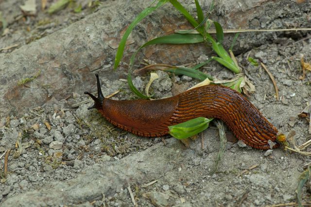 Spanish slug on dried Earth