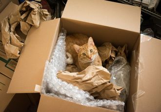gallery-1494945008-cat-in-a-moving-box.j