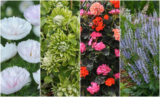 Chelsea Flower Show 2017: New plants