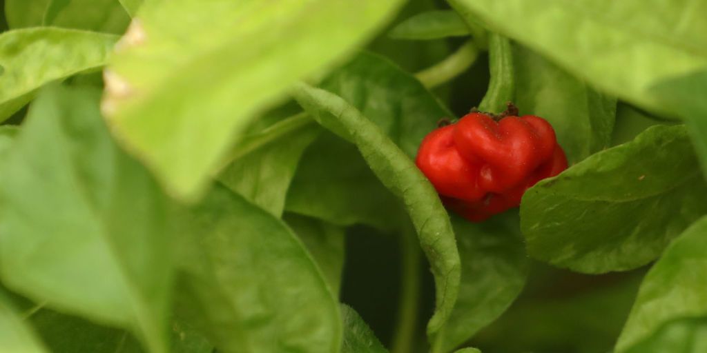 Dragon S Breath The World S Hottest Chilli Debuts At Rhs Chelsea Flower Show