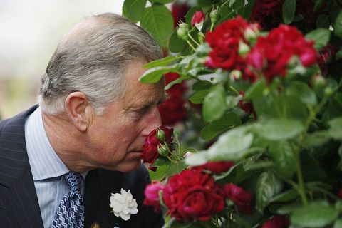 Prince Charles, Prince of Wales smells a 'Highgrove' rose, presented by grower Peter Beales during a visit to the Chelsea Flower Show on May 18, 2009 in London.