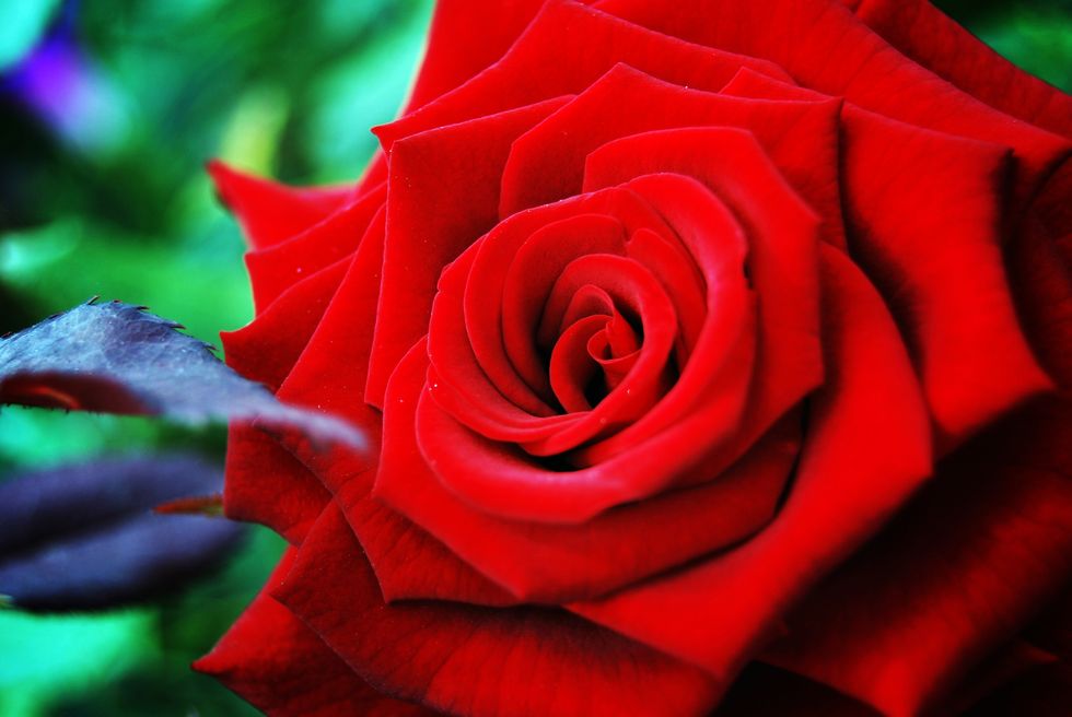 Flower, Rose, Garden roses, Flowering plant, Red, Petal, Rose family, Floribunda, Hybrid tea rose, Pink, 
