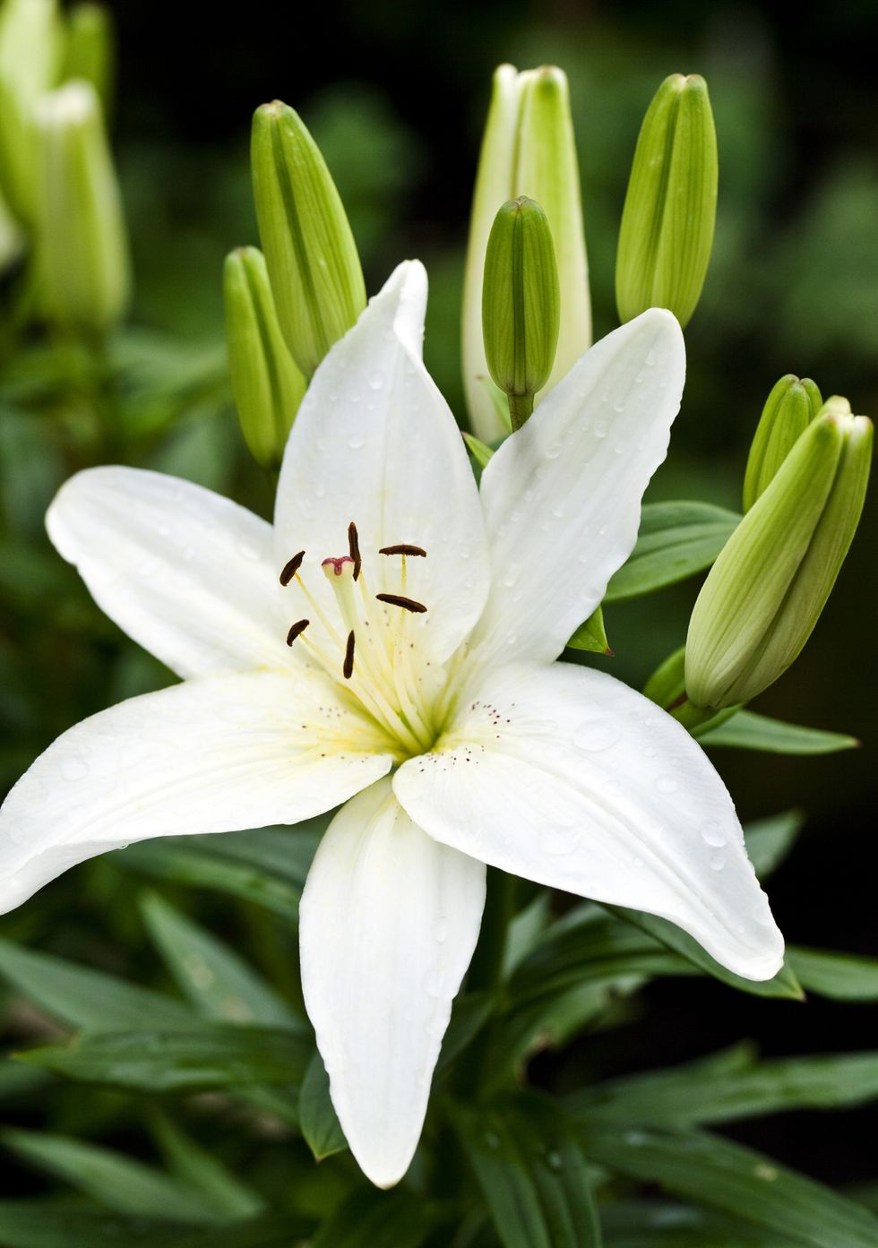 Petal, Plant, Flower, White, Lily, Flowering plant, Botany, Terrestrial plant, Spring, Lily family, 