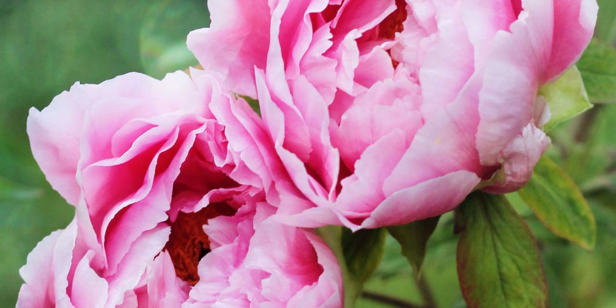 9 lessons in growing the perfect peonies