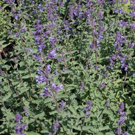 Nepeta 'Walkers low' from £9, Wyevale Garden Centres
