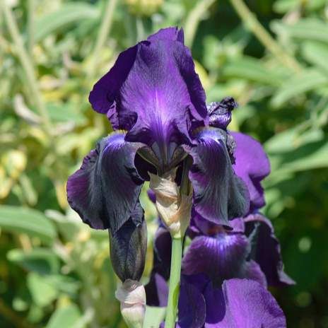 Iris Purple from £12, Wyevale Garden Centres