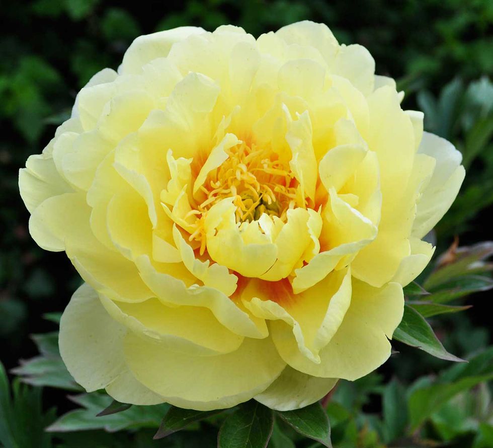Flower, Flowering plant, Julia child rose, Petal, Plant, Floribunda, Rose, Yellow, Rose family, Garden roses, 