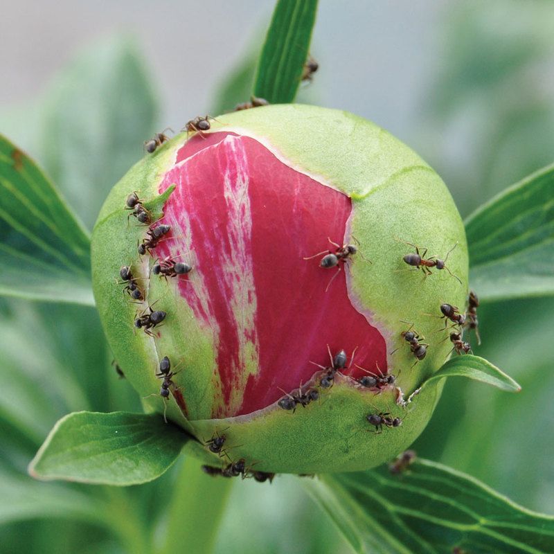 Green, Leaf, Botany, Terrestrial plant, Plant stem, Bud, Flowering plant, Macro photography, Peach, Plant pathology, 