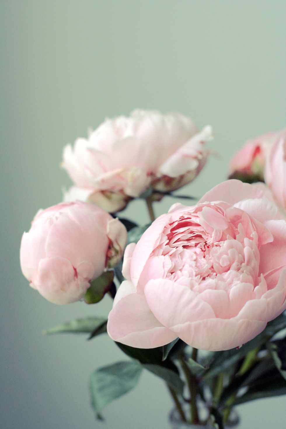 Flower, Flowering plant, Pink, Petal, common peony, Plant, Garden roses, Rosa × centifolia, Peony, Rose family, 