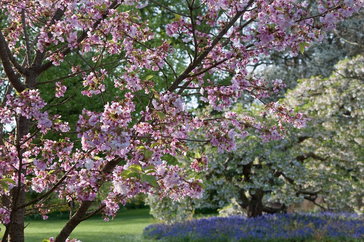 6 Reasons To Love Rhs Garden Wisley Beautiful Gardens