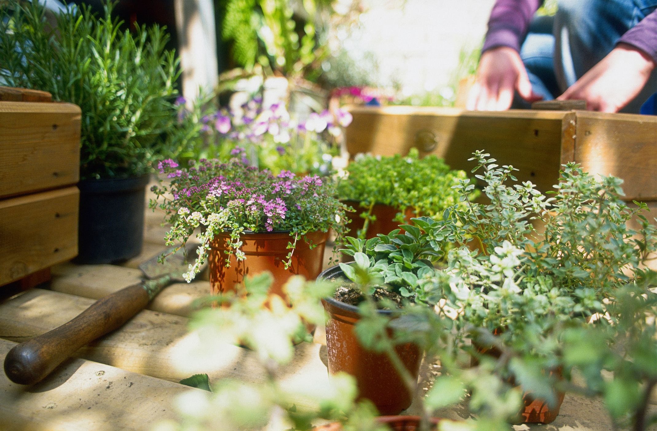 Garden Maintenance Prices: Cost of Hiring a Gardener