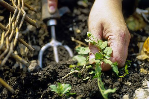 Person pulling out weeds