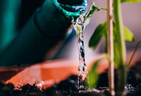 Watering a plant.