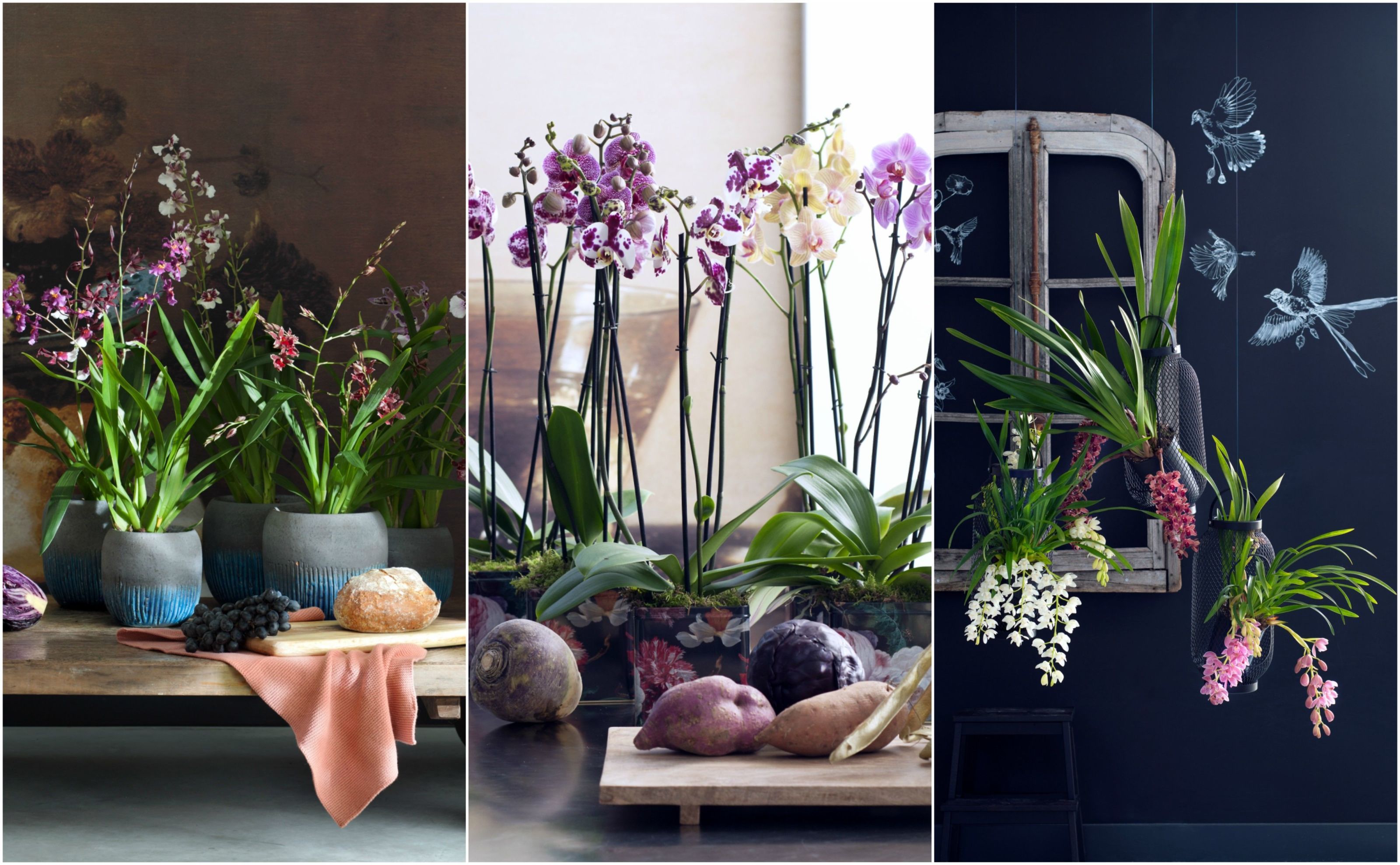 Purple Phalaenopsis Orchids - Empty Vase Floral Arrangement