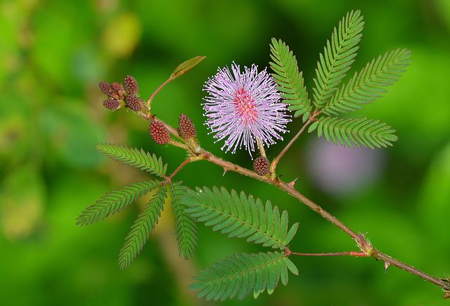 Flower, Plant, touch-me-not, Silk tree, Flowering plant, Mimosa tenuiflora, Mimosa, old field clover, 