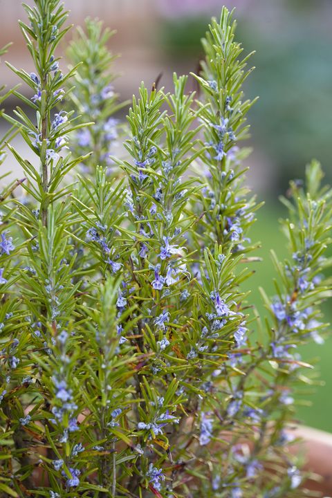 Flowering Rosemary