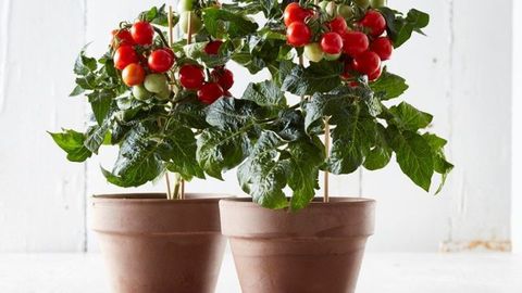 Tesco bargain £4 tomato plant produces juicy tomatoes