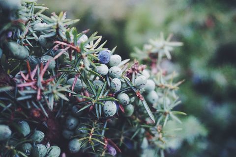 How To Grow Your Own Gin At Home Juniper Berries
