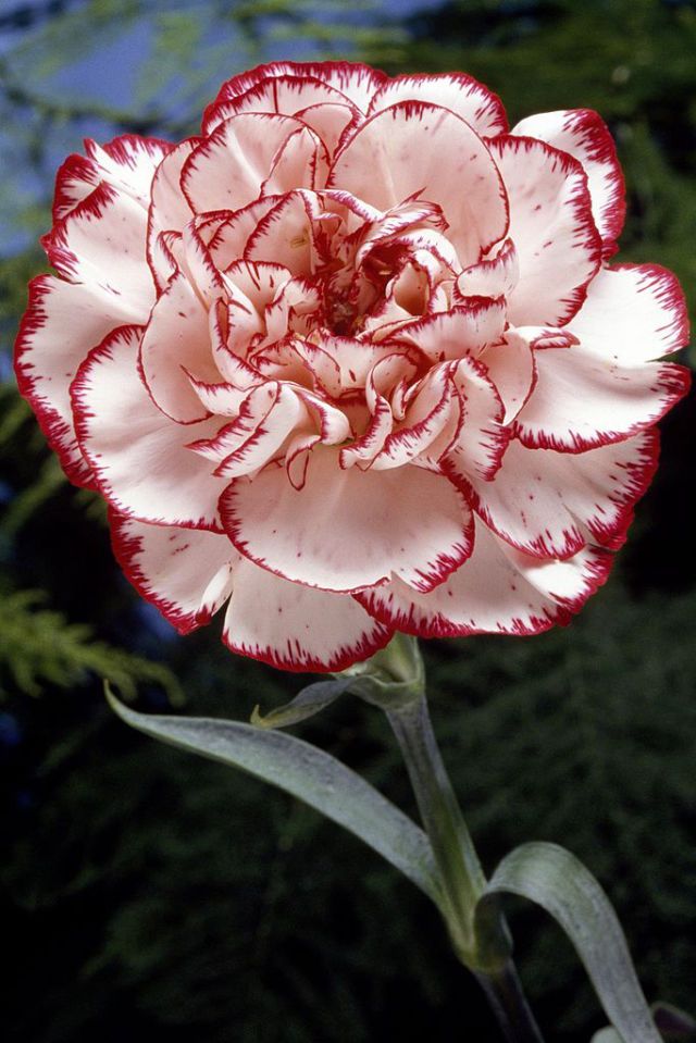 <p>Carnations symbolise love, fascination and distinction (which explains&nbsp;why they're&nbsp;commonly worn or gifted on <a href="http://www.housebeautiful.co.uk/garden/plants/tips/a1407/single-colour-bouquet-guide-choosing-mothers-day-flowers/" data-tracking-id="recirc-text-link">Mother's Day</a>!). A colourful standout during the cold month of January, carnations can express different things depending on their shade.&nbsp;</p><p><strong data-redactor-tag="strong" data-verified="redactor">Your personality: </strong>You're genuine and down-to-earth. You're loyal and have a love for your friends and family that just cannot be matched.&nbsp;</p>