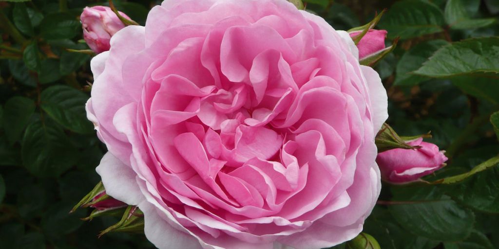 4 new roses debuting at RHS Hampton Court Palace Flower Show 2017