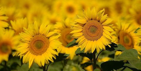 Yellow, Petal, Flower, Sunflower, Field, Plantation, Flowering plant, Agriculture, Annual plant, Pollen, 