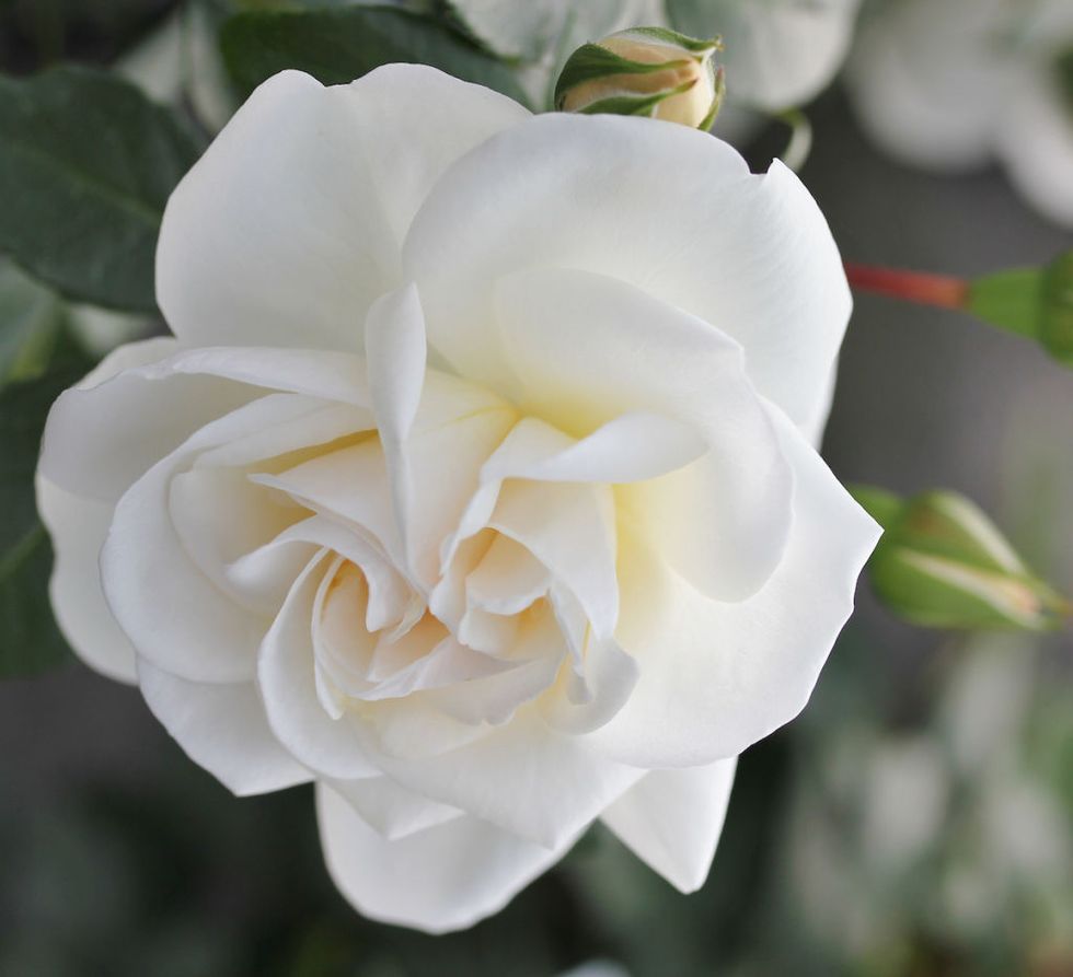New roses to debut at the Hampton Court Palace Flower Show: Little Angel Fryer's Roses