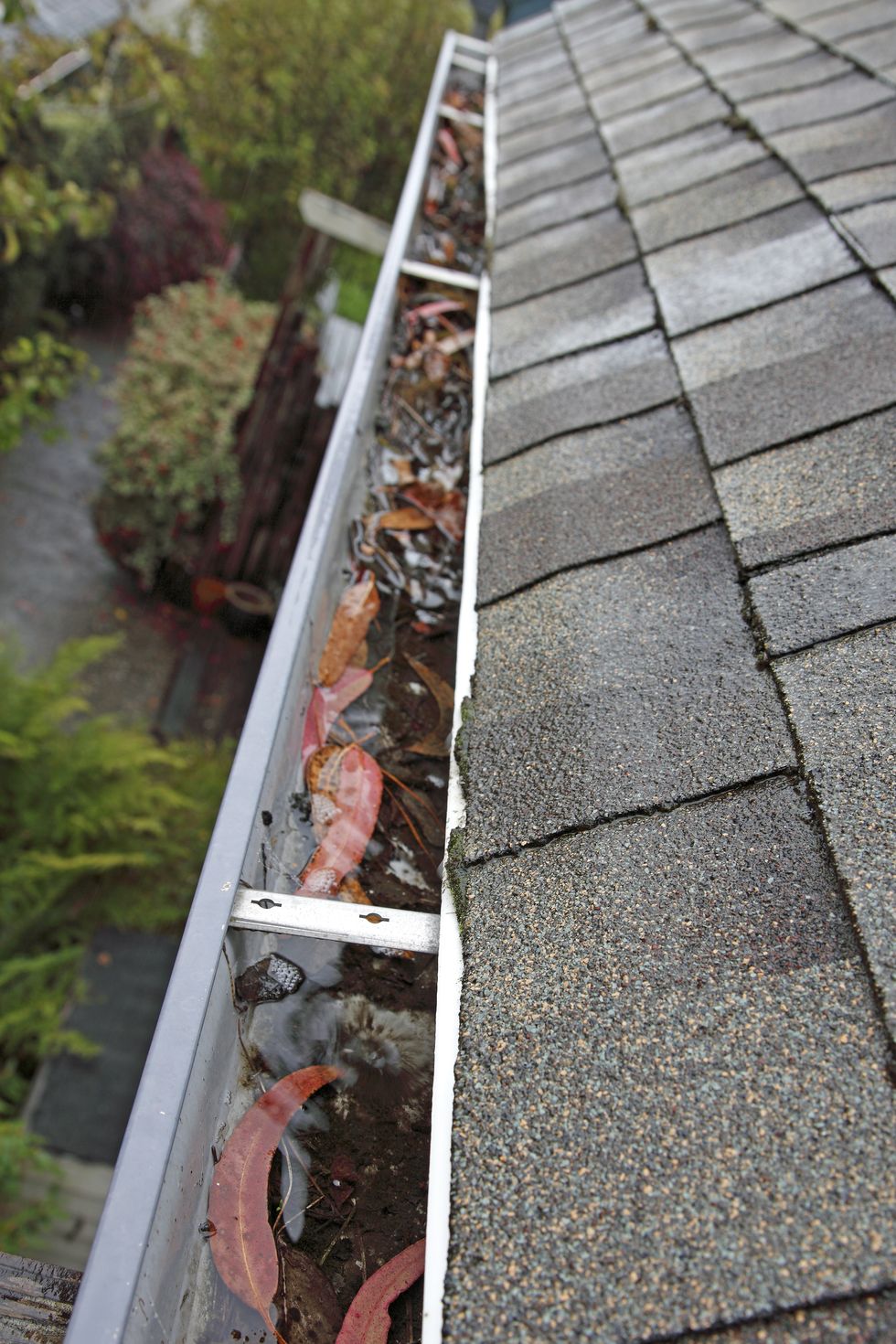 <p>After emptying or flipping basins in your garden, don't forget to check the roof. Backed-up gutters provide mosquitoes with another easy watering hole.&nbsp;</p>