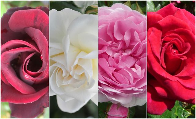 New roses to be unveiled at the Hampton Court Palace Flower Show