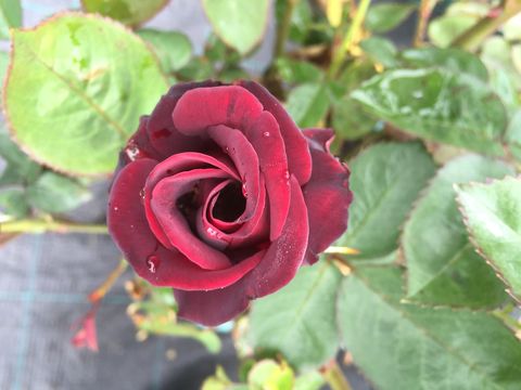 New roses to debut at the Hampton Court Palace Flower Show: Hope for Justice Fryer's Roses