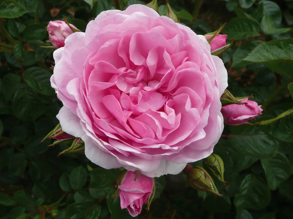 New roses to debut at the Hampton Court Palace Flower Show: Oxana bred by Dickson Intro by Apuldram Roses