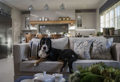 10 Pet Friendly Interior Tips For Your Home