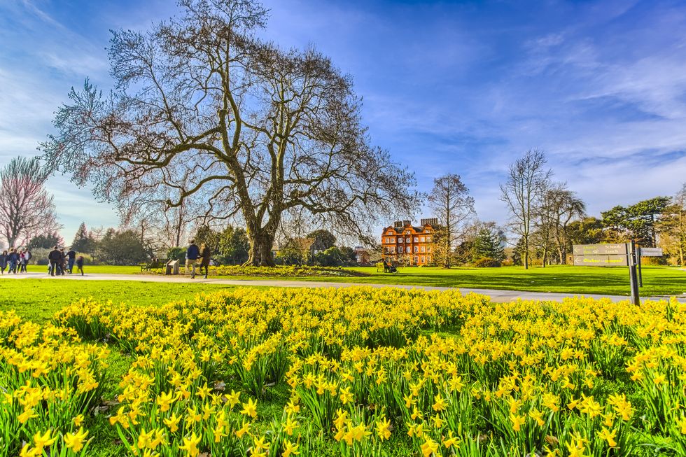 Daffodils in spring at Royal Botanic Gardens Kew