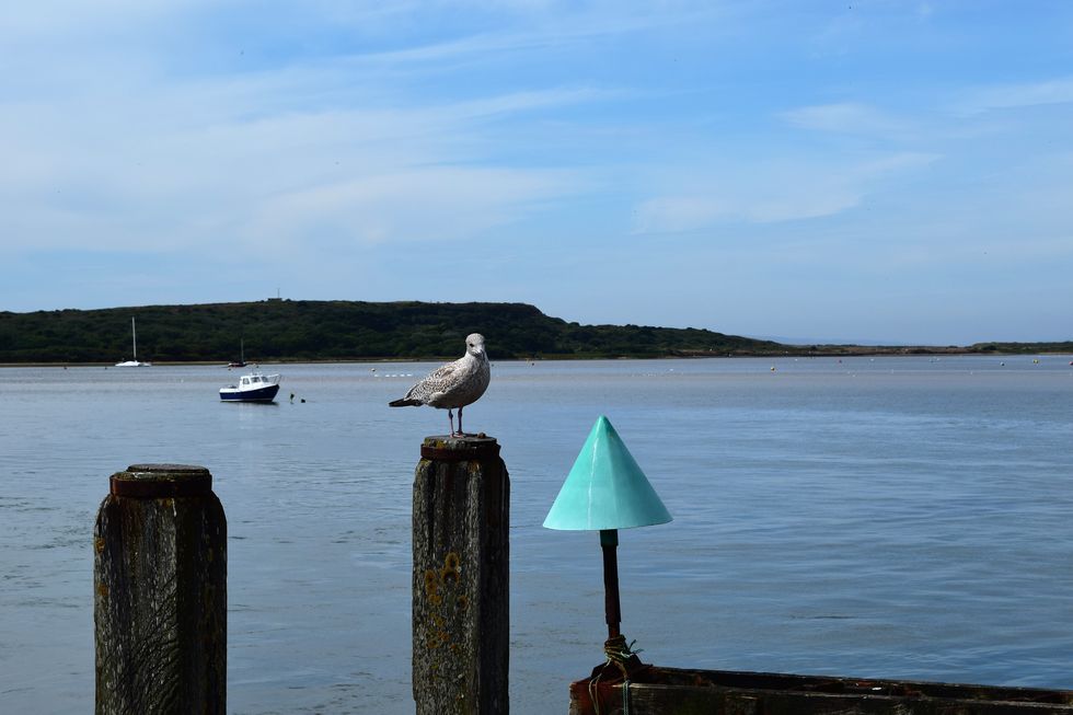 Water, Seabird, Sky, Sea, Gull, Bird, European herring gull, Charadriiformes, Calm, Coast, 