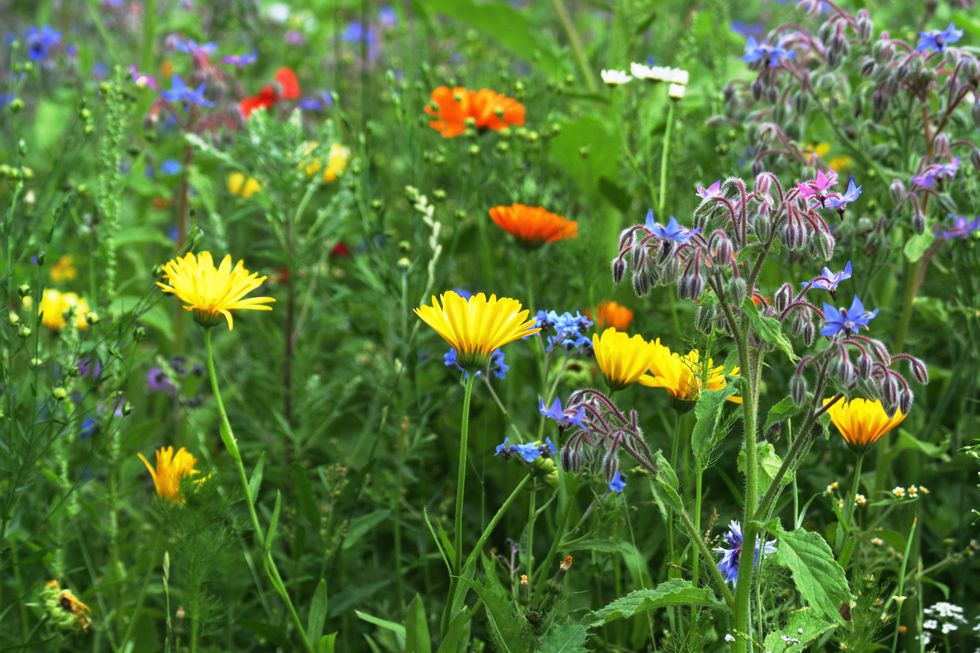 Cornflower, borage, poppy, marigold and other Wildflowers in summer meadow