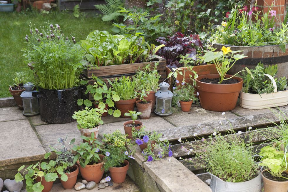 Herbs and vegetables in pots arranged in a garden area
