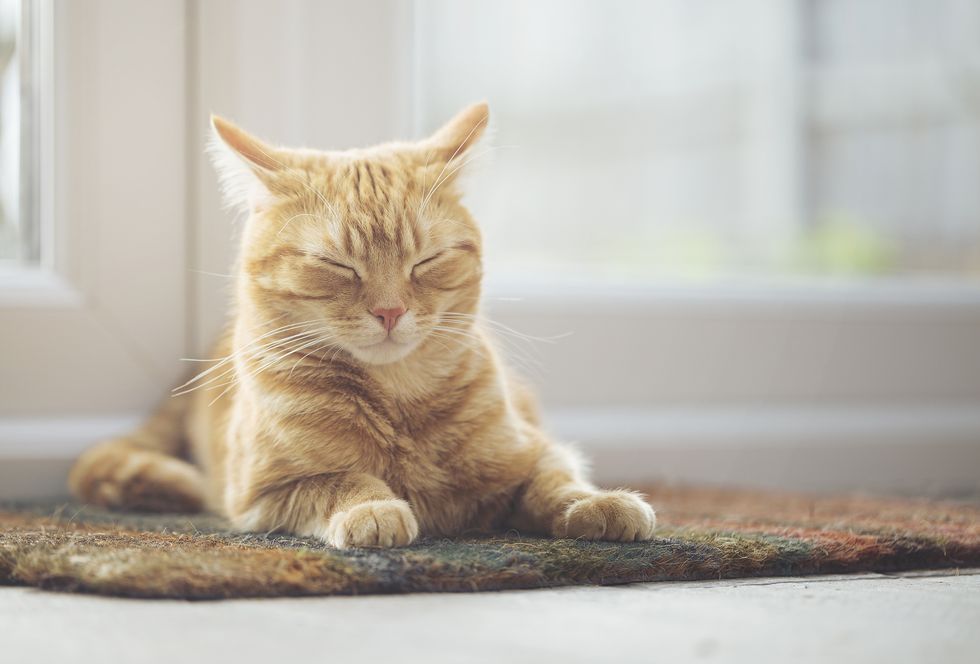 Ginger cat sleeping on doormat