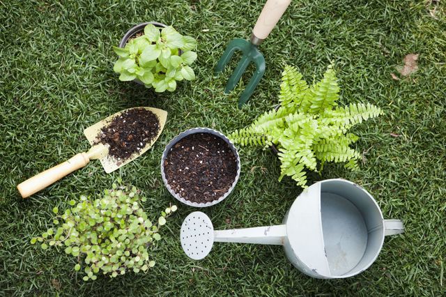 A set of plants and gardening tools on the grass