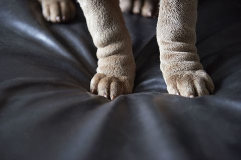 Dog paws on sofa