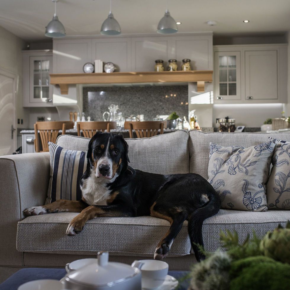 Dog friendly clearance living room furniture