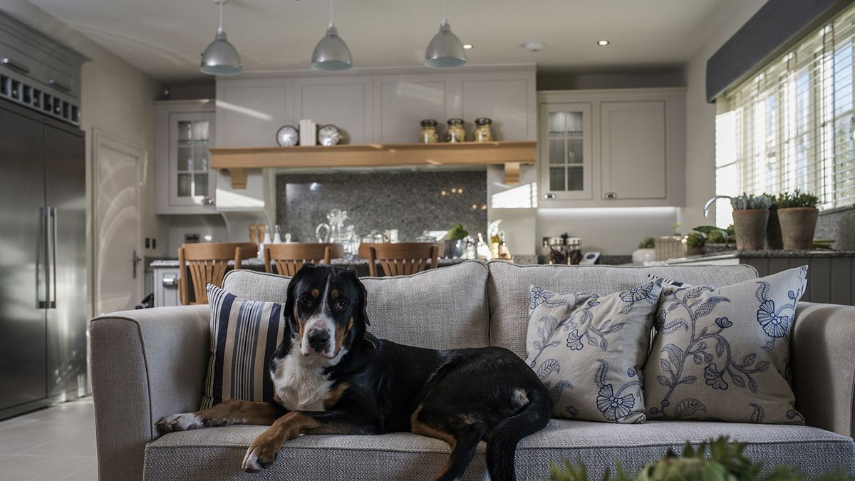 10 pet friendly interior tips for your home